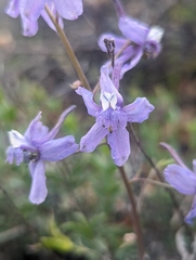 Delphinium antoninum