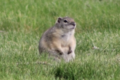 Urocitellus beldingi