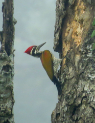 Chrysocolaptes guttacristatus