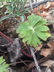 Delphinium antoninum