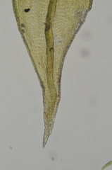 Lescuraea radicosa radicosa