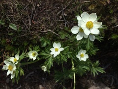 Anemonastrum sibiricum