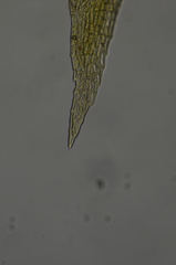 Lescuraea radicosa radicosa