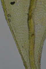 Lescuraea radicosa radicosa