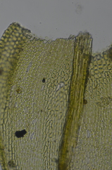 Lescuraea radicosa radicosa
