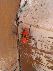 Probergrothius nigricornis