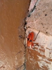 Probergrothius nigricornis