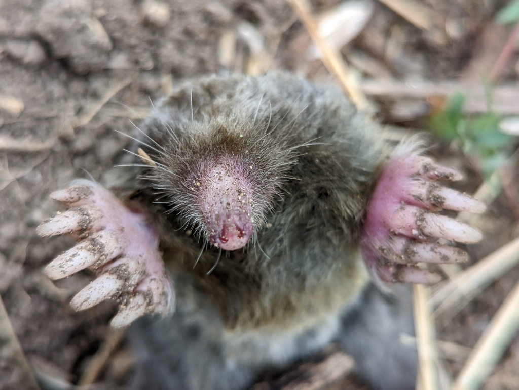 Broad-Footed Mole