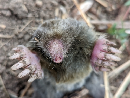 Northern Broad-footed Mole