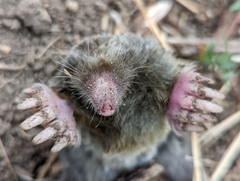 Broad-Footed Mole photo 1