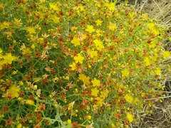 Hypericum triquetrifolium