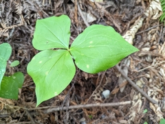 Trillium ovatum