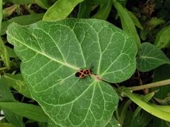 Tropidothorax sinensis