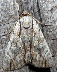 Catocala clintonii