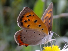 Lycaena phlaeas daimio