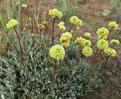 Eriogonum douglasii