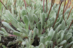 Eriogonum douglasii