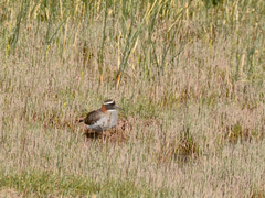 Phegornis mitchellii