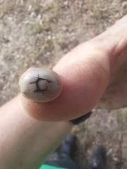 Paropsisterna crocata