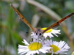 Lycaena phlaeas daimio