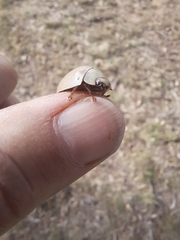 Paropsisterna crocata