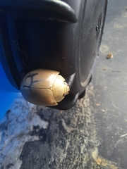 Paropsisterna crocata