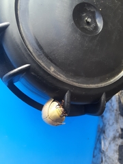 Paropsisterna crocata