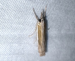 Crambus praefectellus