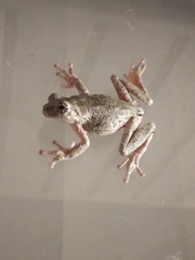 Hyla