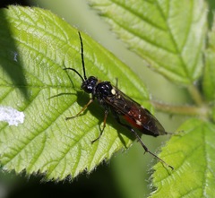 Tenthredopsis friesei