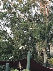 Cacatua sanguinea