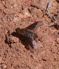 Hemipenthes seminiger