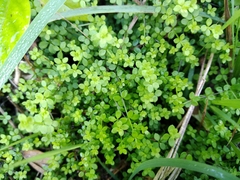 Galium propinquum