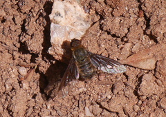 Hemipenthes seminiger