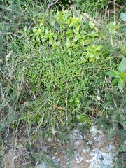 Galium propinquum
