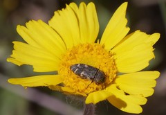 Acmaeodera diffusa