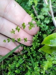 Galium propinquum