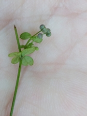 Galium propinquum
