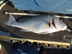 Plectorhinchus caeruleonothus