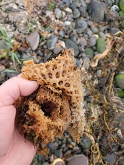 Thalassiophyllum clathrus