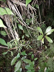 Coprosma linariifolia