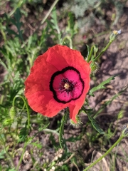 Papaver pavoninum