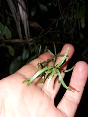 Coprosma linariifolia