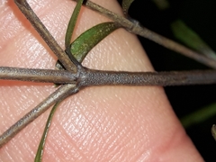 Coprosma linariifolia