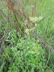 Thalictrum aquilegiifolium