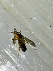 Angiopolybia