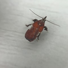 Galasa nigrinodis