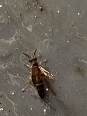 Angiopolybia