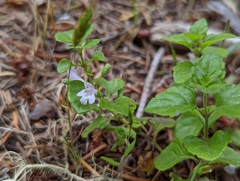 Clinopodium douglasii