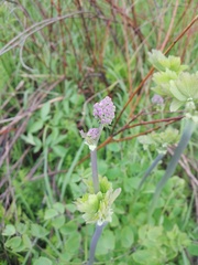 Thalictrum aquilegiifolium